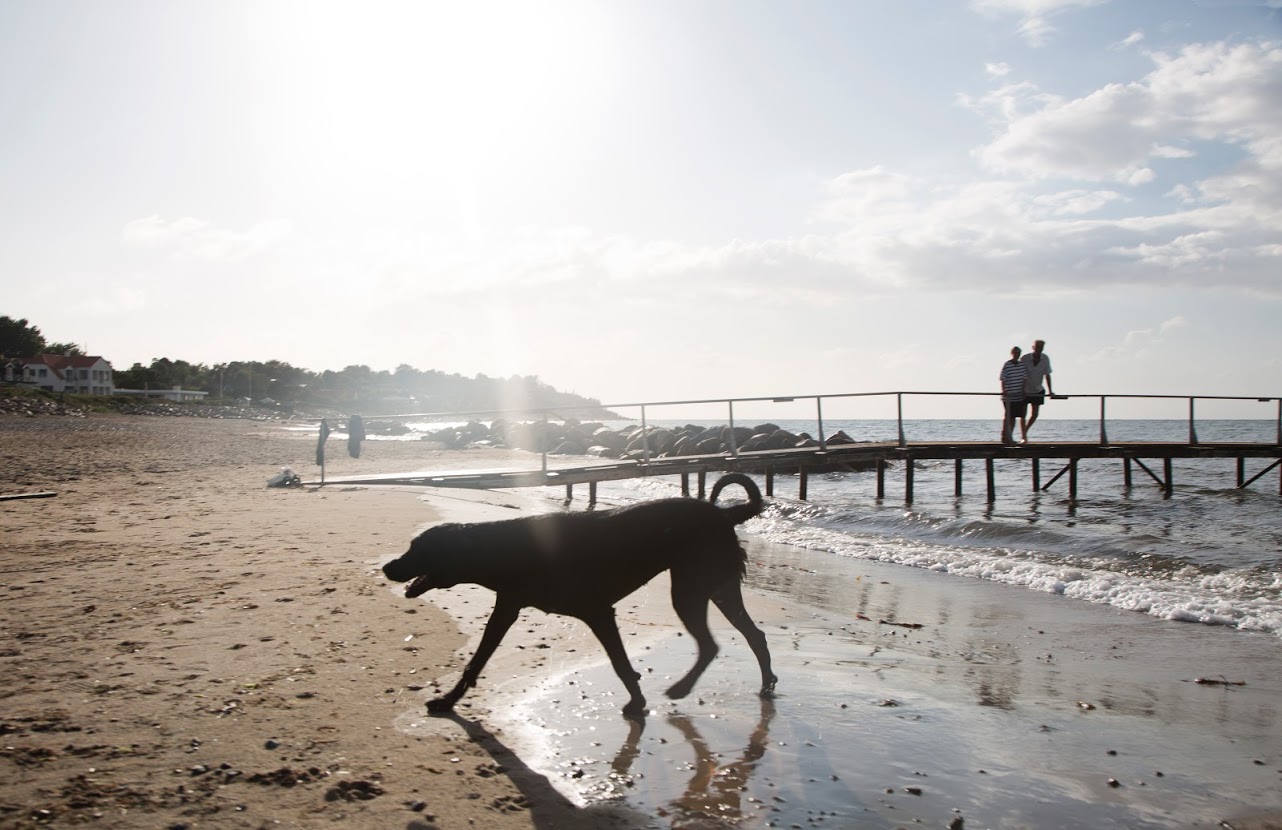 Tag hunden med på tur i Nordsjælland