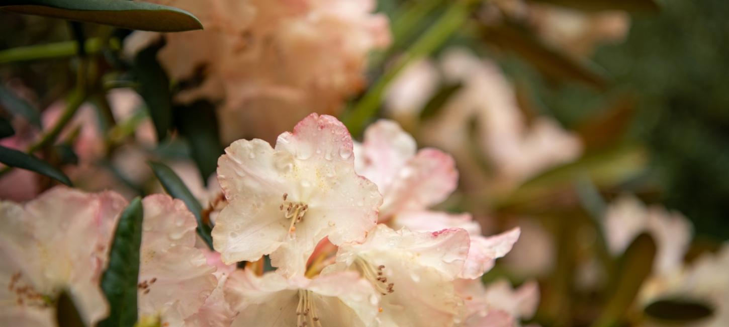 Rhododendron haven ved Nivaagaard Malerisamling