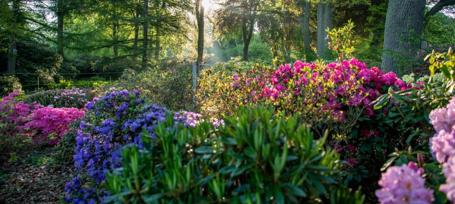 Rhododendron haven ved Nivaagaard Malerisamling