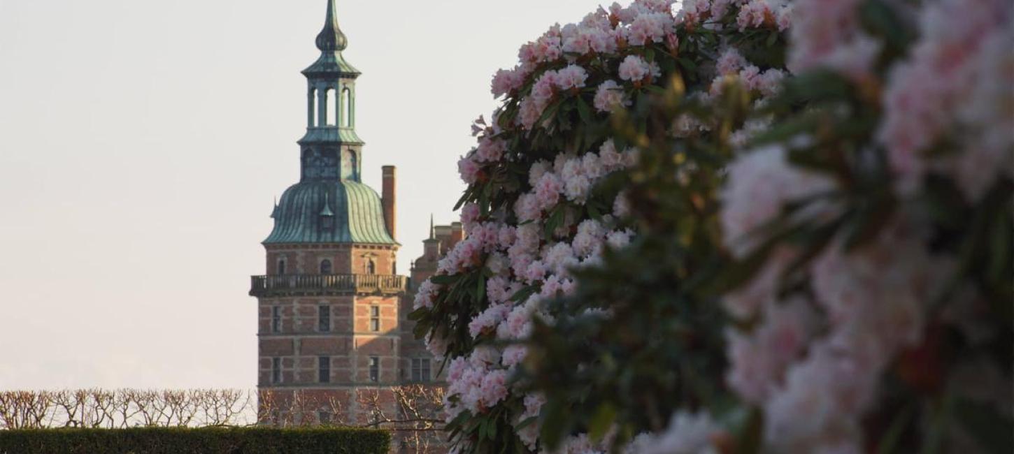 Rododendron blomstrer ved Frederiksborg Slot i Hillerød