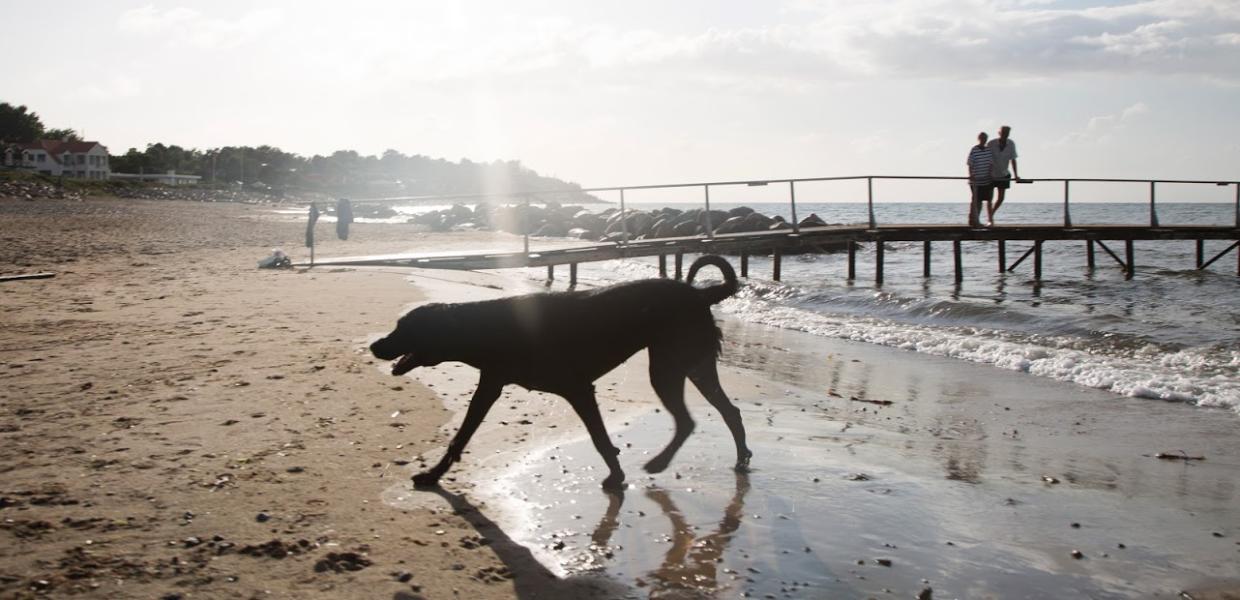 Hund på Nordsjællandsk strand