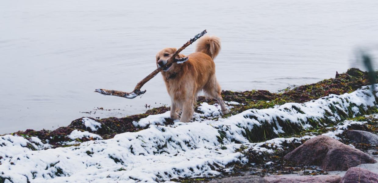 Sletten havn - Med hunden på tur i vinterlandskabet