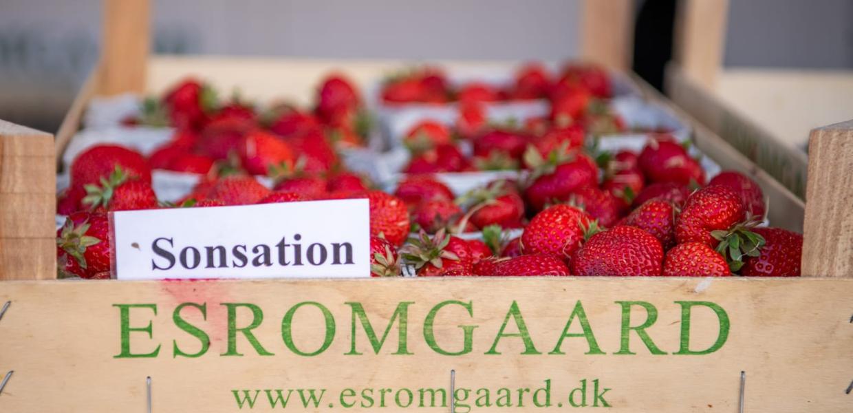 Esromgaard Græsted
