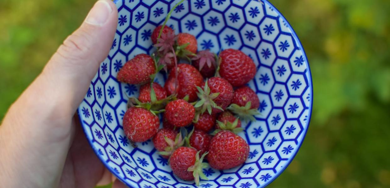 Pluk selv jordbær - sommer 