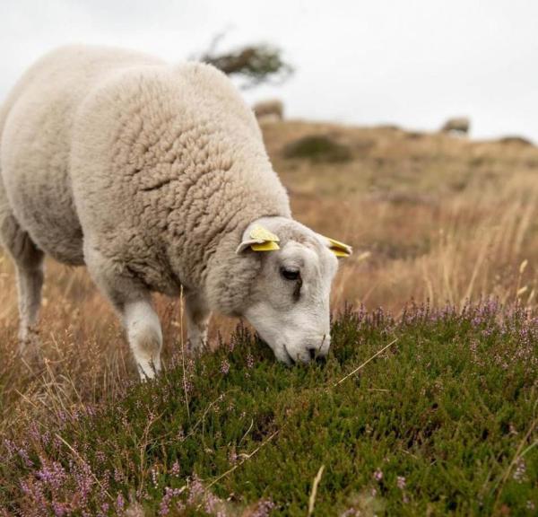 Får ved Heatherhill i Rågeleje