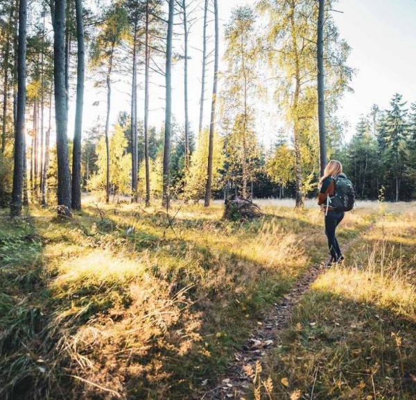 Tisvilde Hegn i Nordsjælland. Udgangspunkt for skønne vandreture og naturoplevelser i Nordsjælland. 