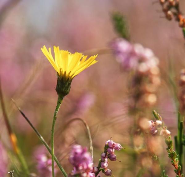 Blomstrende lyng på Heather Hills i Rågeleje