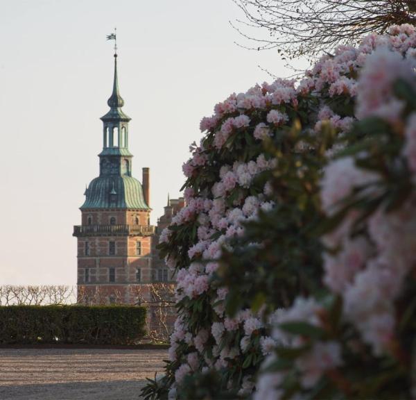 Rododendron blomstrer ved Frederiksborg Slot i Hillerød