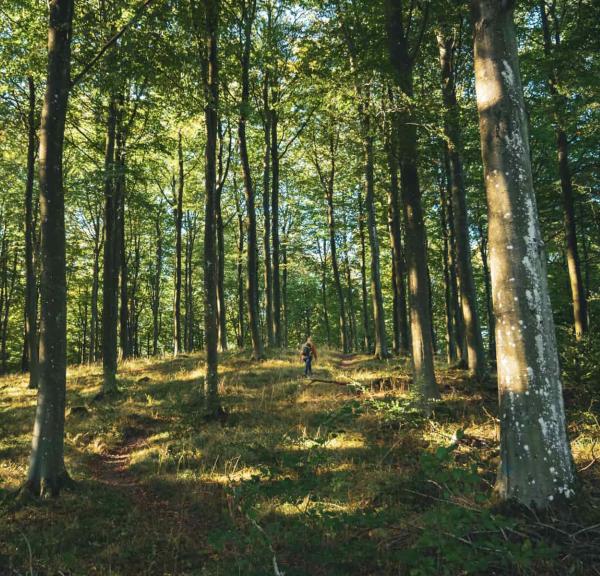 Tisvildevejen i Gribskov