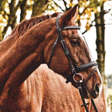 Hest