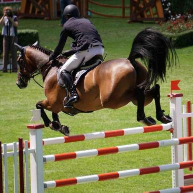 Jumping Horse