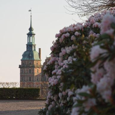 Rododendron blomstrer ved Frederiksborg Slot i Hillerød