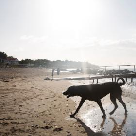Hund på Nordsjællandsk strand