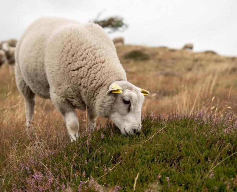 Får ved Heatherhill i Rågeleje