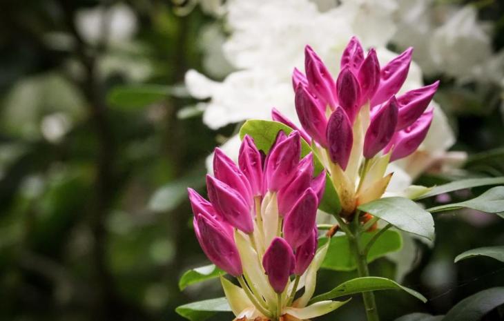 Rhododendron haven ved Nivaagaard Malerisamling