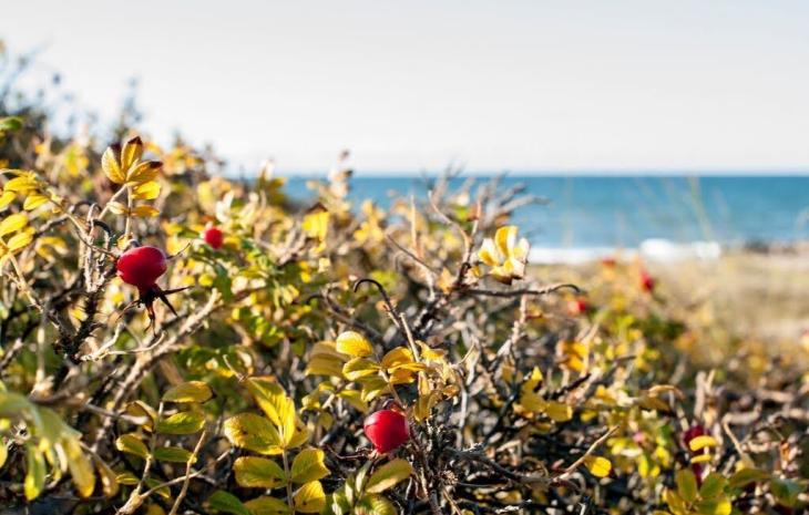 Hybenroser ved stranden i Tisvildeleje