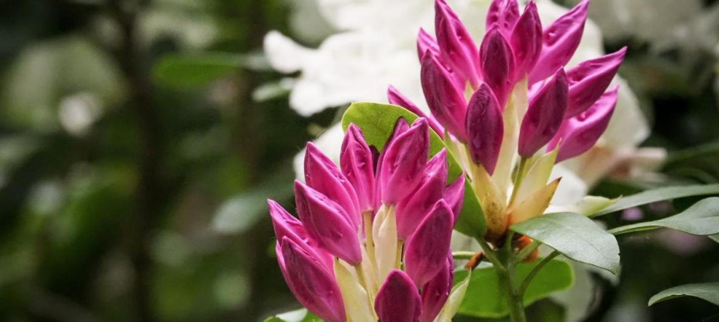 Rhododendron haven ved Nivaagaard Malerisamling