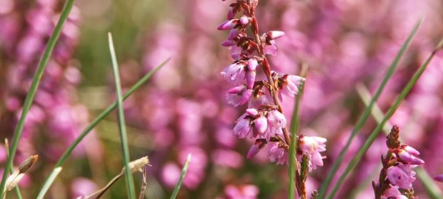 Heatherhill blomstrende lyng