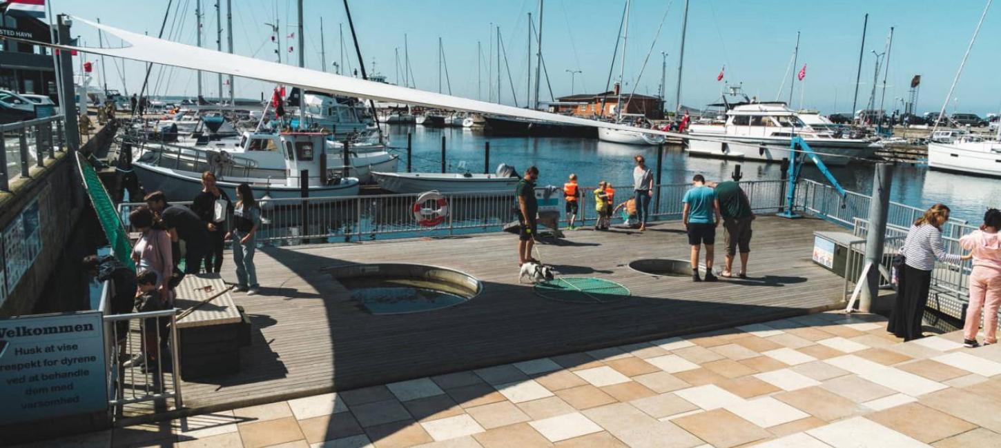 Klap en fisk - Oplevelsesplatform på havnen i Hundested
