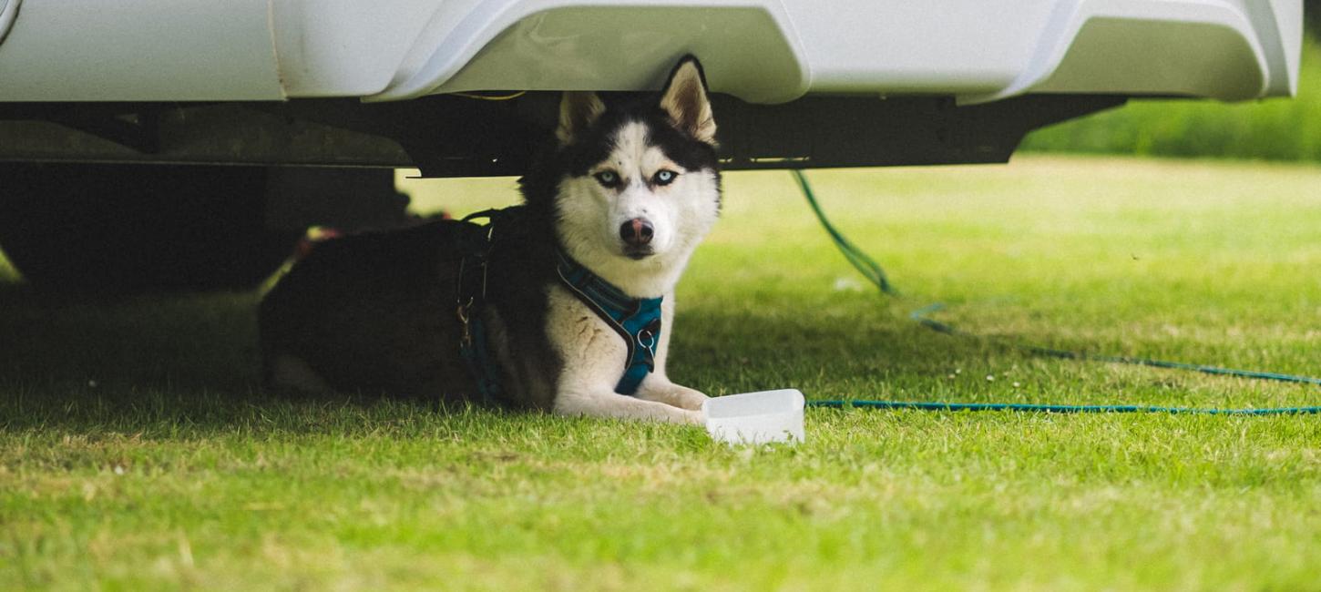 Ferie med hund i Nordsjælland