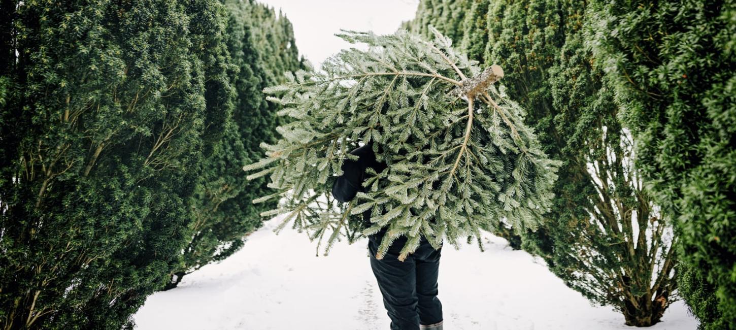 Fældning af juletræ