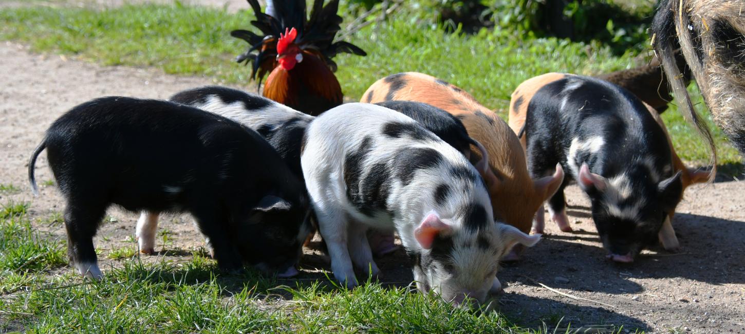 Tothaven besøgsbondegård ved Hundested
