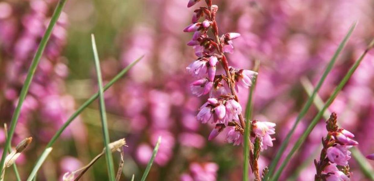 Heatherhill blomstrende lyng