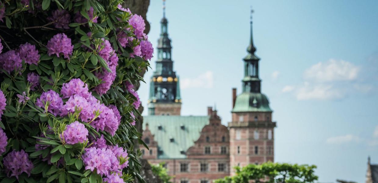 Frederiksborg Slot med smukke lilla rododendron
