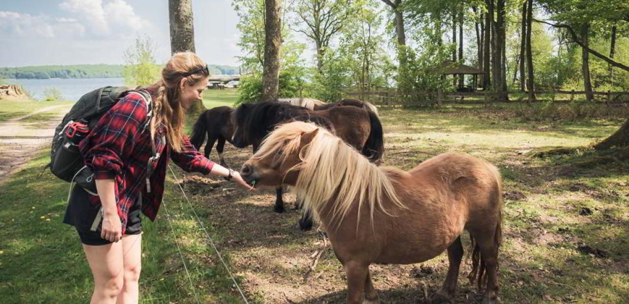 Tisvildevejen fra Hillerød til Melby Overdrev