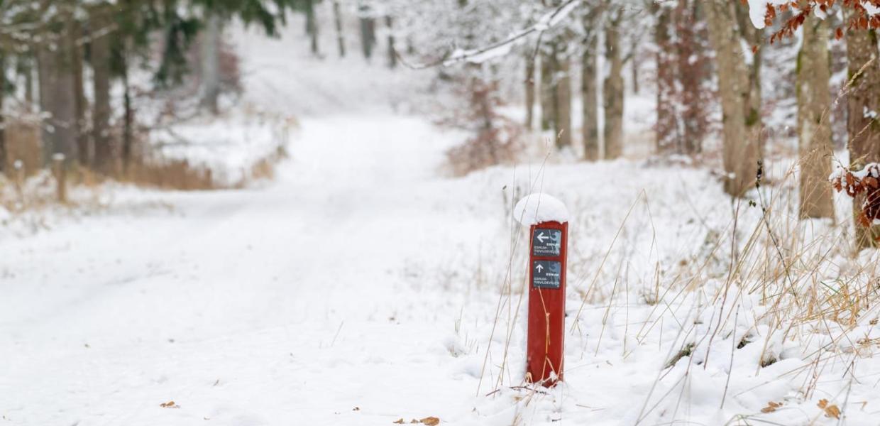 Vinter i Gribskov - Gå en tur ad Tisvildevejen