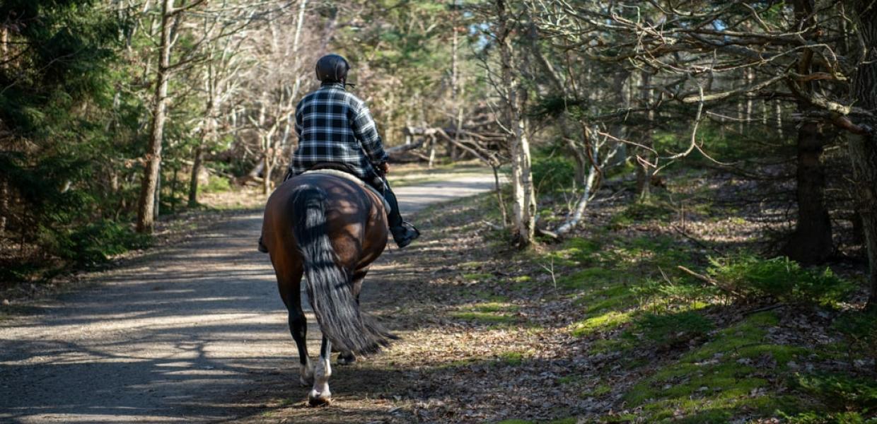 Rytter til hest set bag fra på tur i Tisvilde Hegn