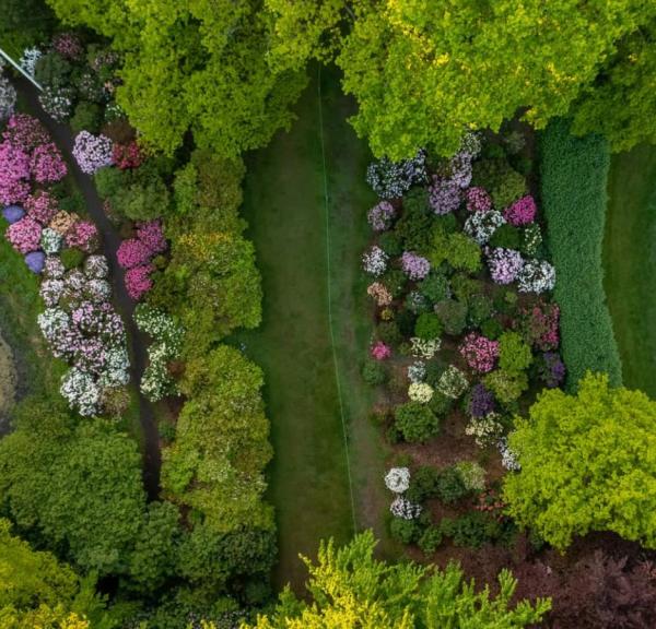 Rhododendron haven ved Nivaagaard Malerisamling