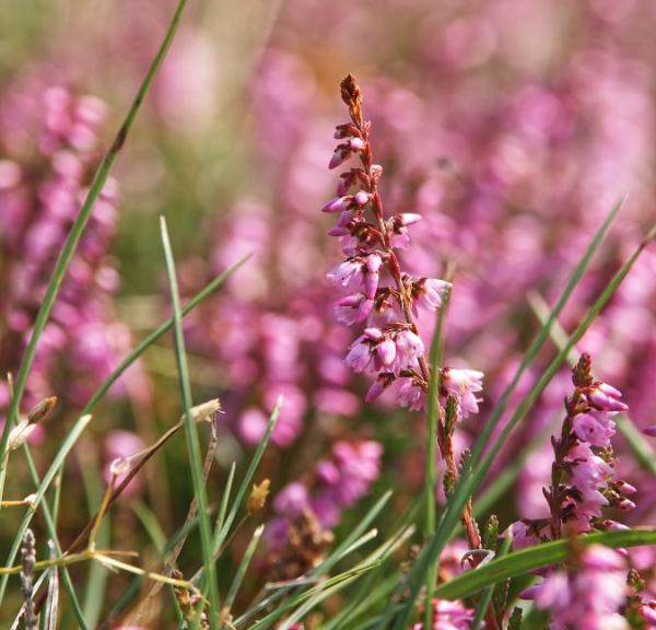 Heatherhill blomstrende lyng