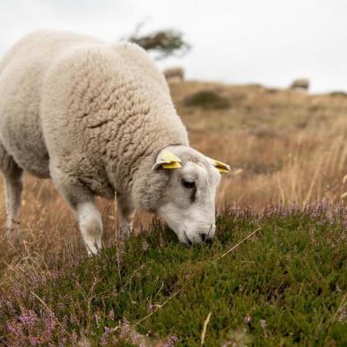 Får ved Heatherhill i Rågeleje