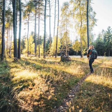 Tisvilde Hegn i Nordsjælland. Udgangspunkt for skønne vandreture og naturoplevelser i Nordsjælland. 