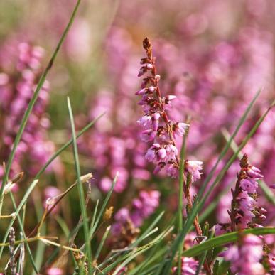 Heatherhill blomstrende lyng