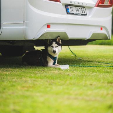 Ferie med hund i Nordsjælland