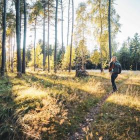Tisvilde Hegn i Nordsjælland. Udgangspunkt for skønne vandreture og naturoplevelser i Nordsjælland. 