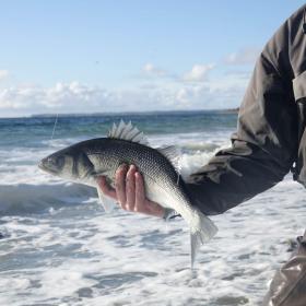 Fishing Danmark