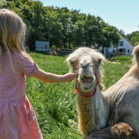 Sov med kameler i Dronningmølle