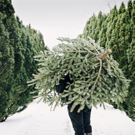 Fældning af juletræ
