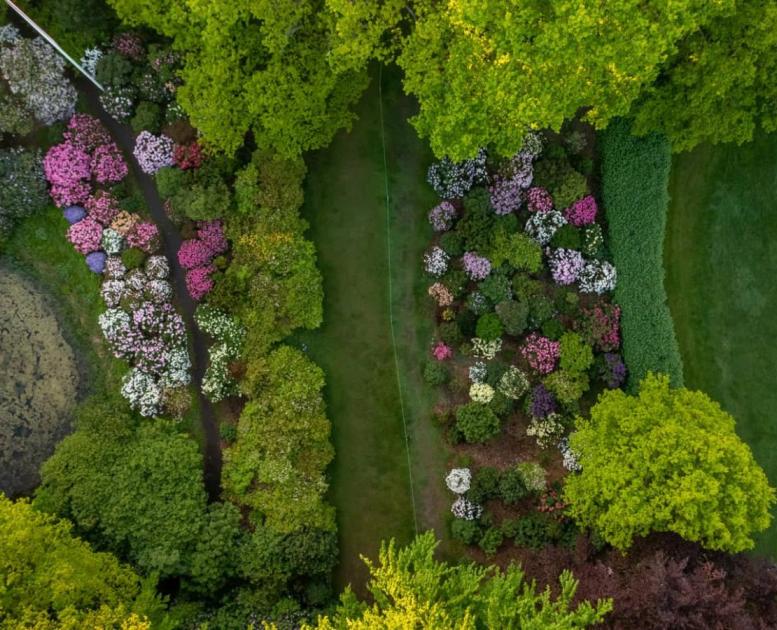 Rhododendron haven ved Nivaagaard Malerisamling