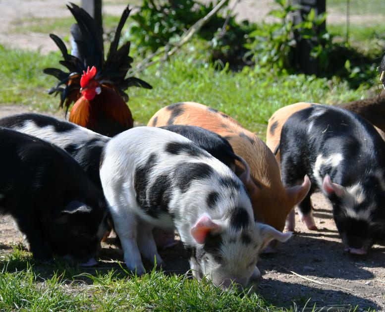 Tothaven besøgsbondegård ved Hundested