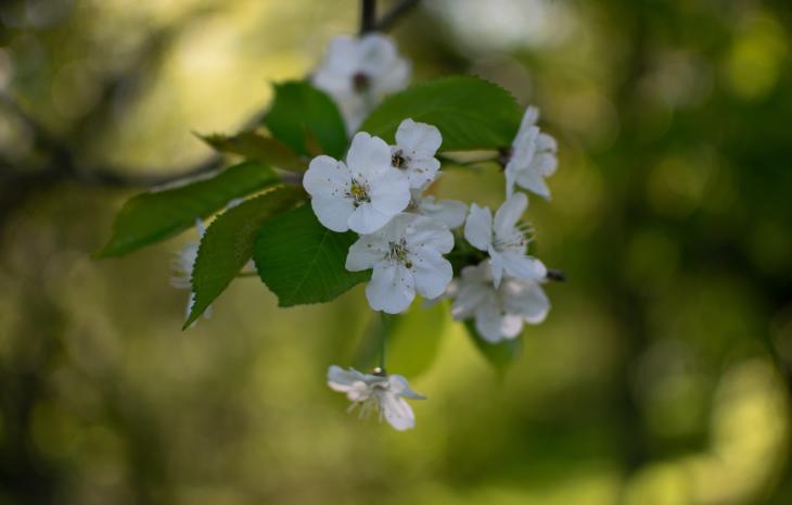 Kirsebærblomster